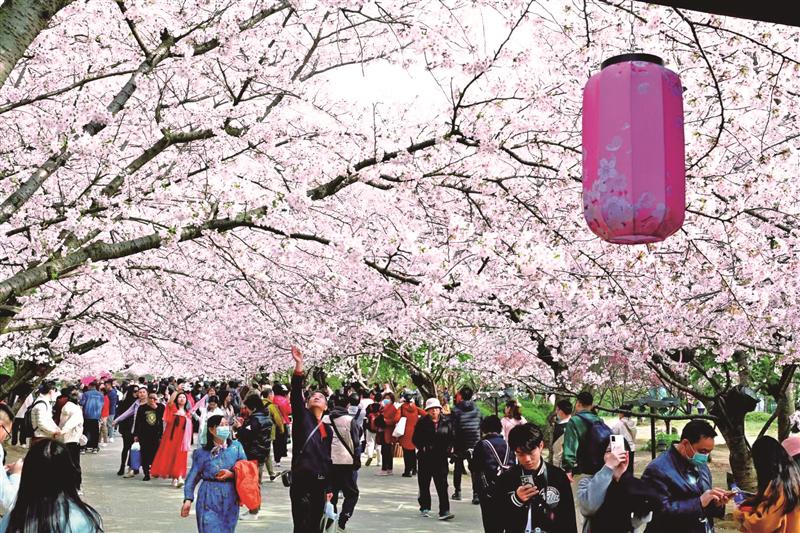 賞櫻游創(chuàng  )史上最佳！黿頭渚景區、太湖飯店和湖濱飯店亮出